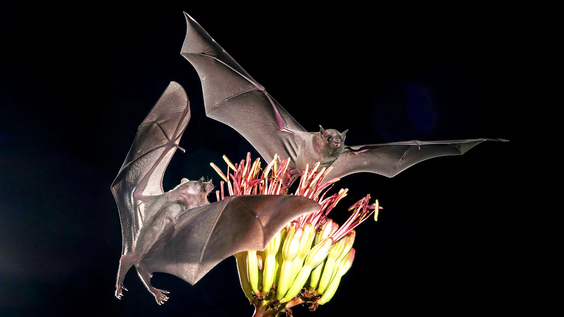 Mexico’s agave revival: saving bats and securing tequila’s future