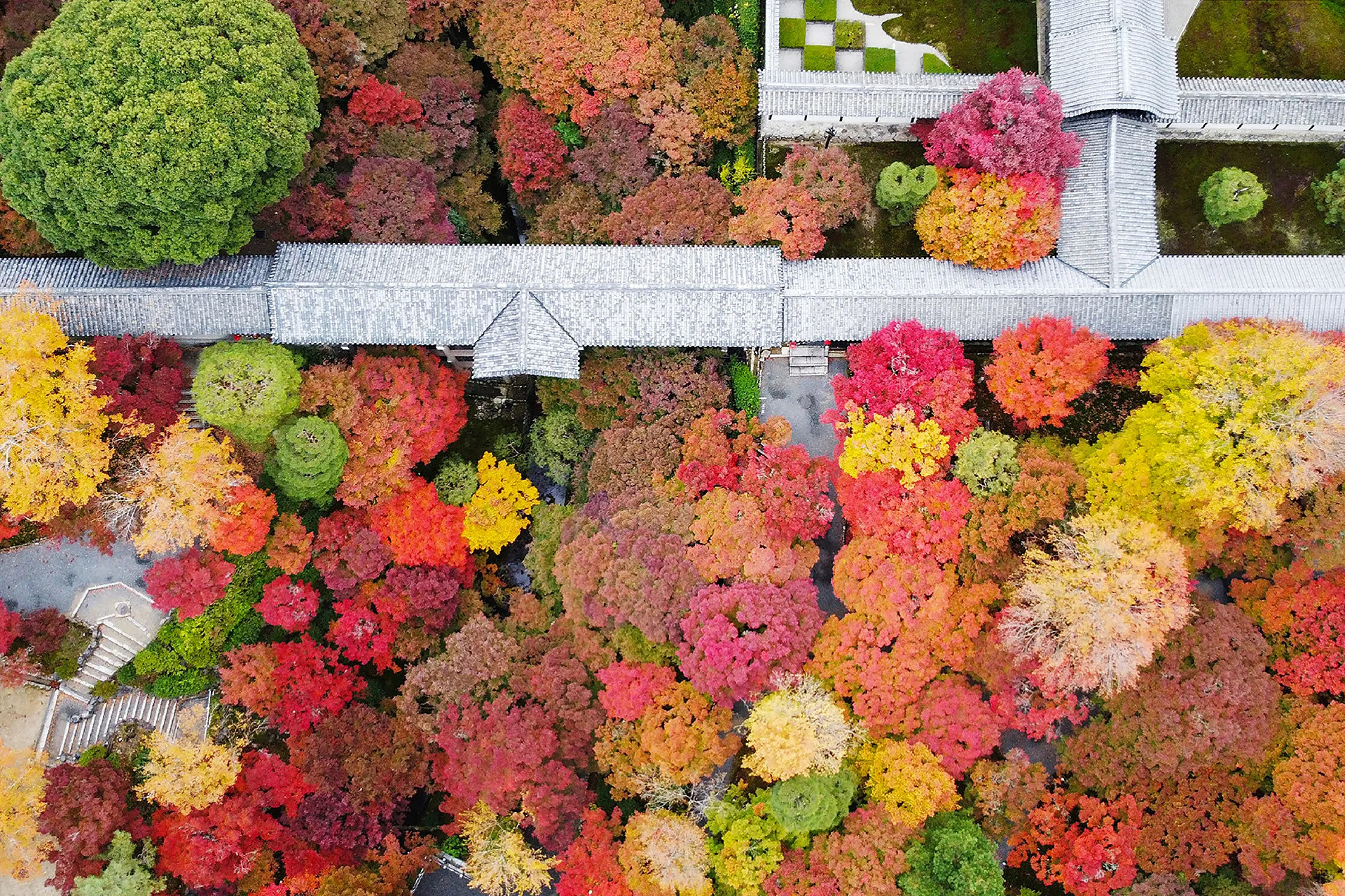 Why autumn leaves turn vivid colors remains a scientific mystery