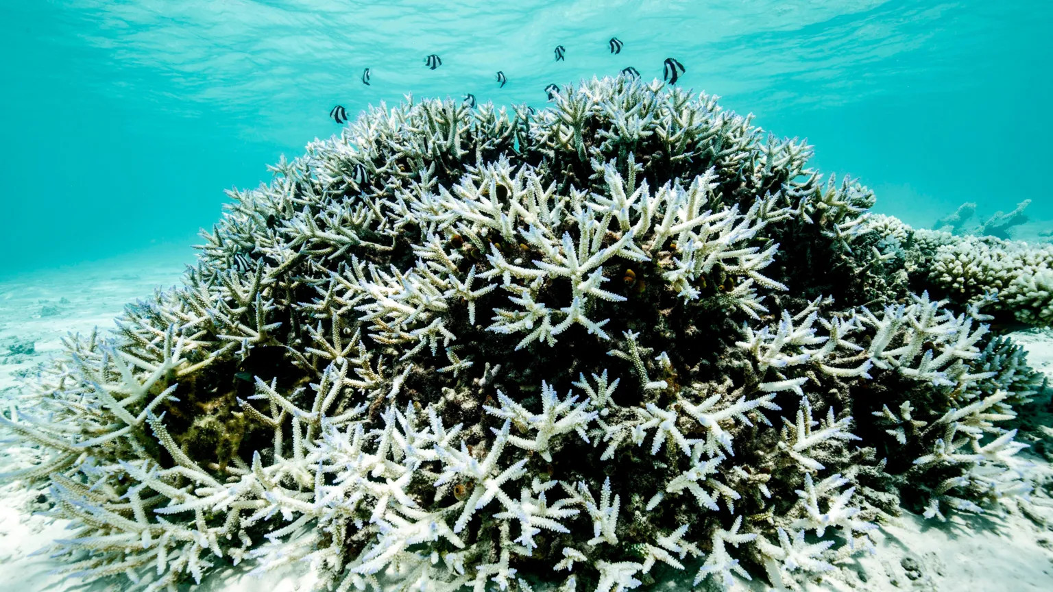 Great Barrier Reef Faces Rapid Decline by 2050, Study Warns