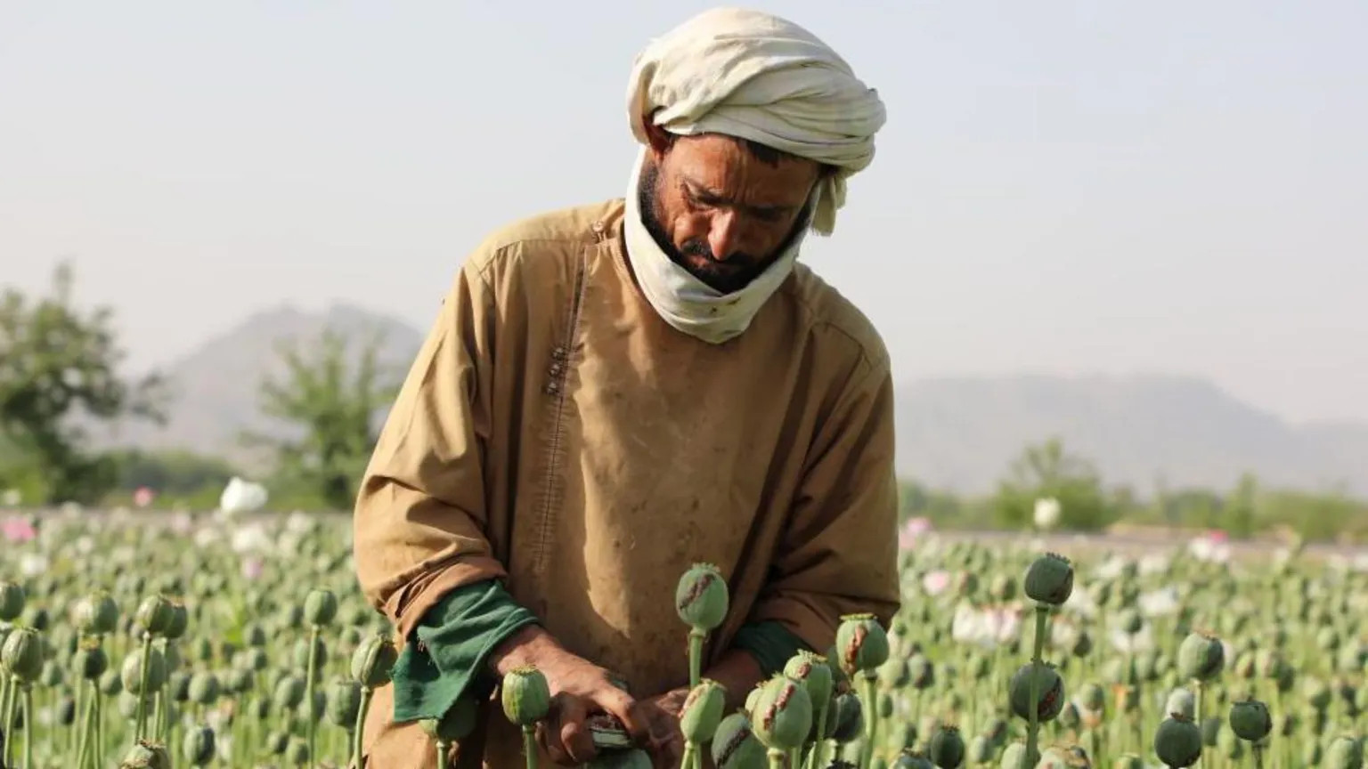Afghan Opium Cultivation Plummets 32% Under Taliban Ban, UN Reports