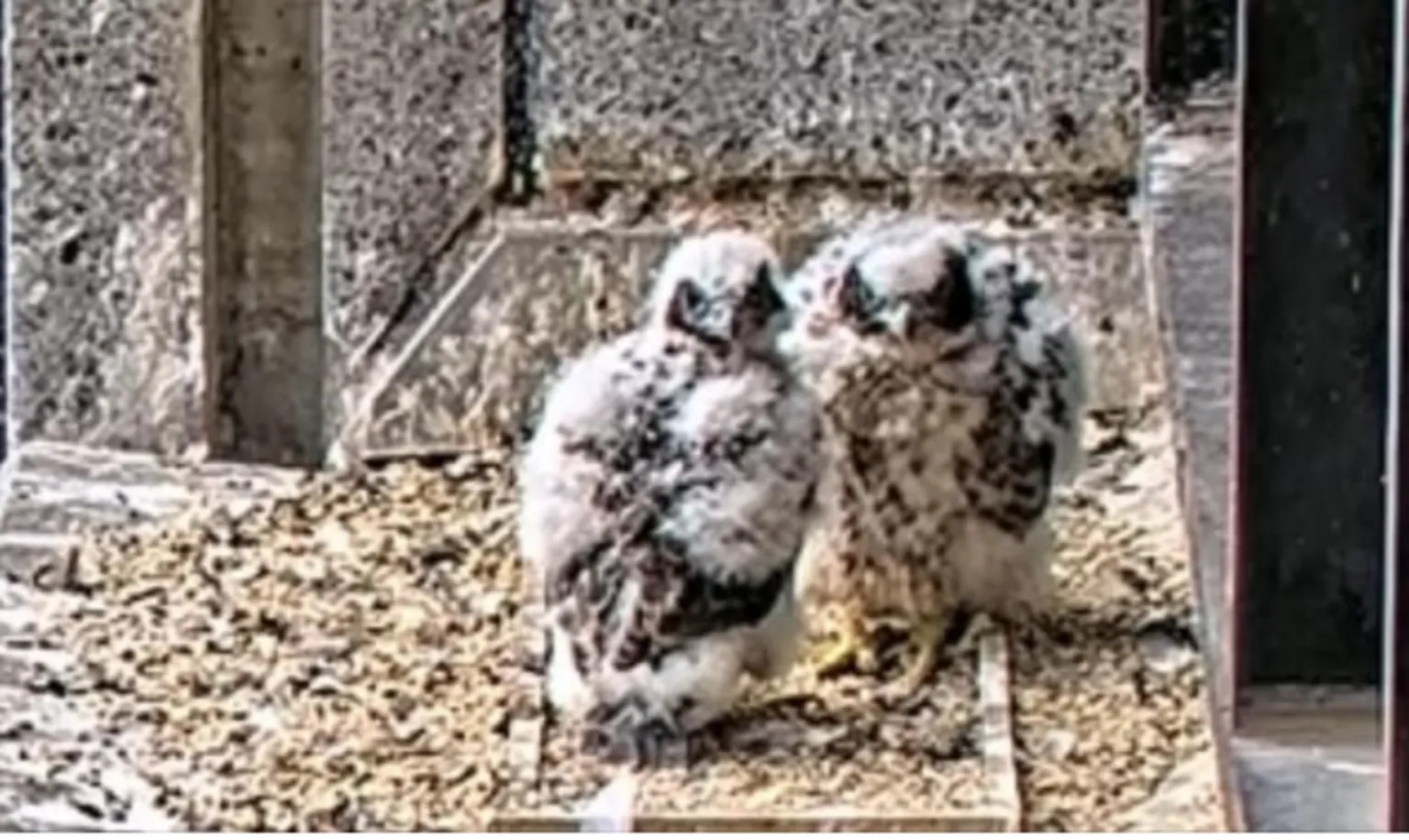 Melbourne’s ‘Nest-flix’ captivates audiences as peregrine falcon chicks prepare for first flight