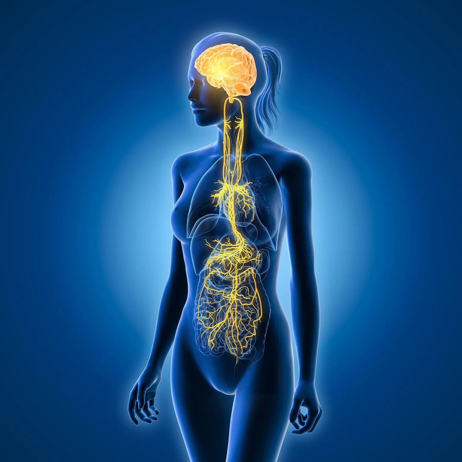 Can vagus nerve training ease stress? The science and skepticism