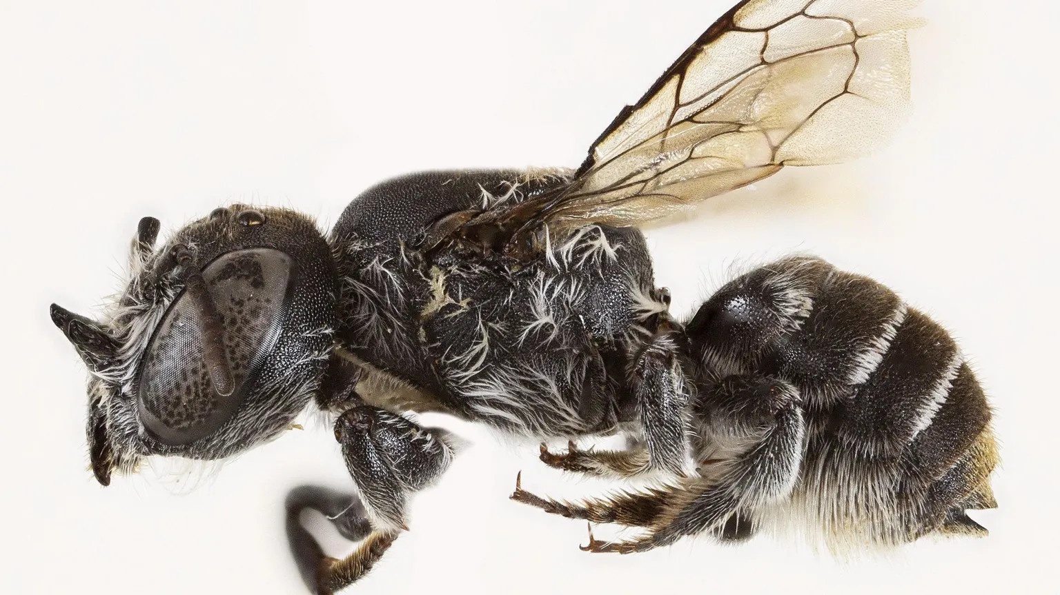 Australian scientists name horned bee species *Megachile Lucifer* after Netflix show