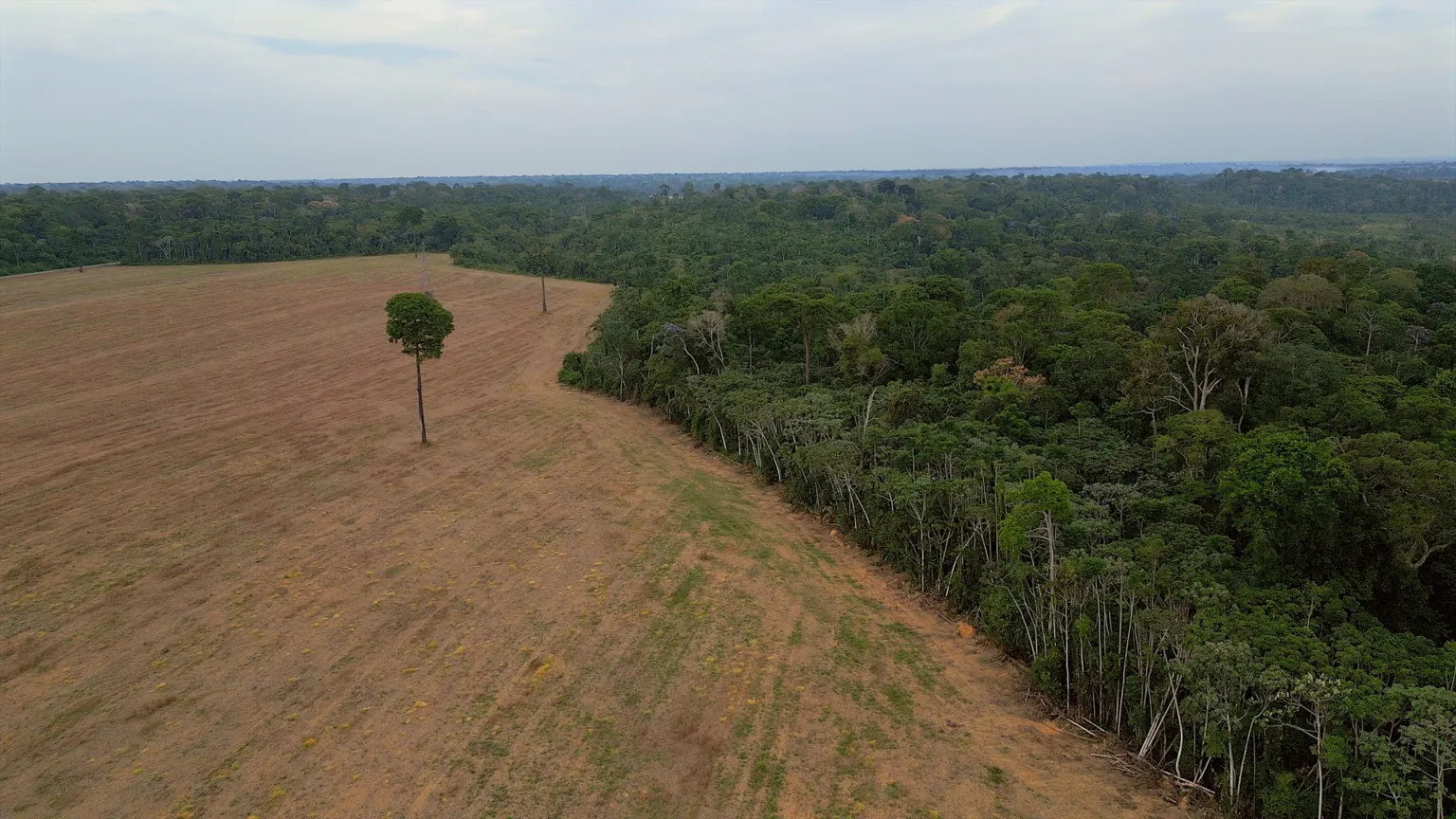 Brazil’s Amazon soy moratorium faces legal challenge amid deforestation fears