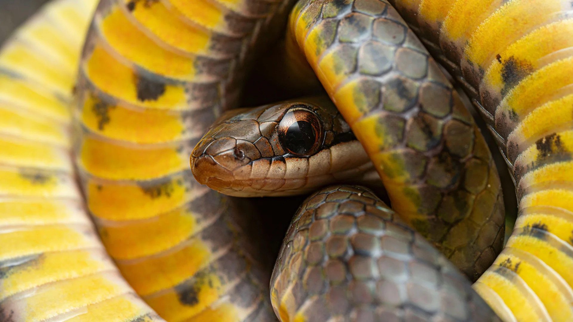 How snakes and insects outsmart deadly toxins in their prey