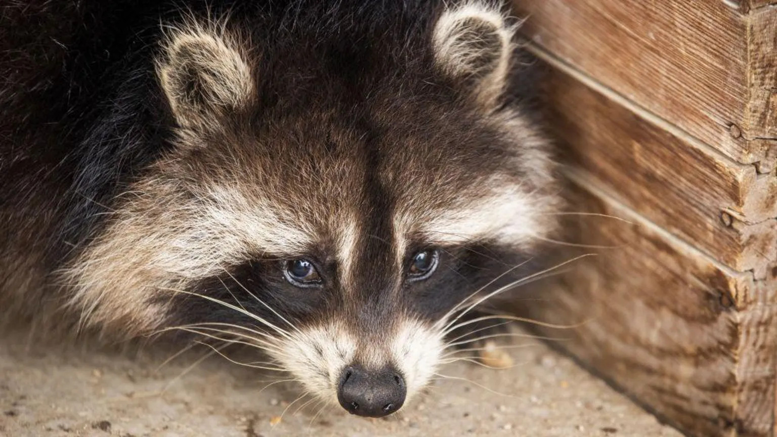 Raccoons show early signs of domestication in urban areas, study finds