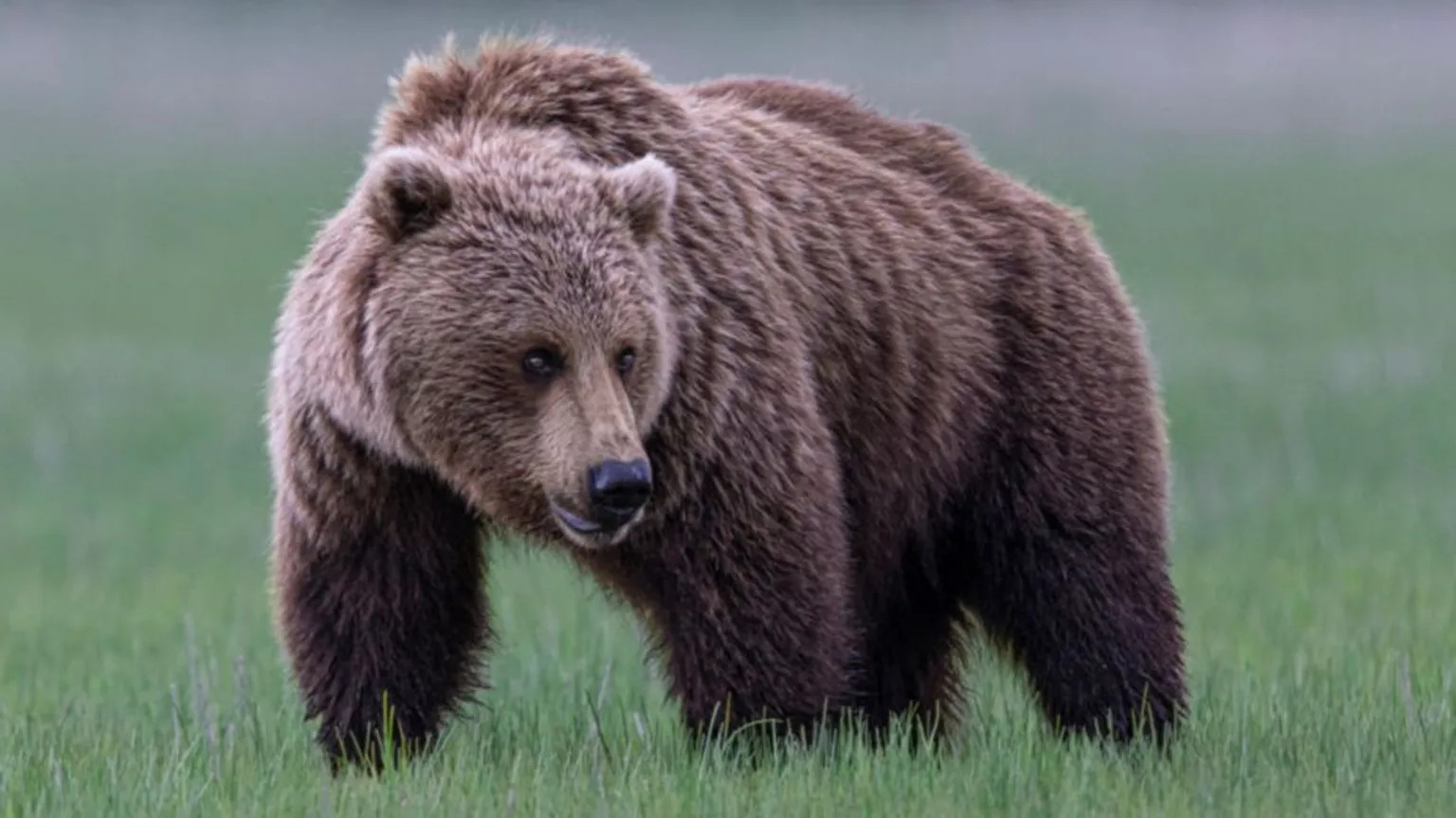 Grizzly bear attack injures 11, prompts lockdown in Bella Coola