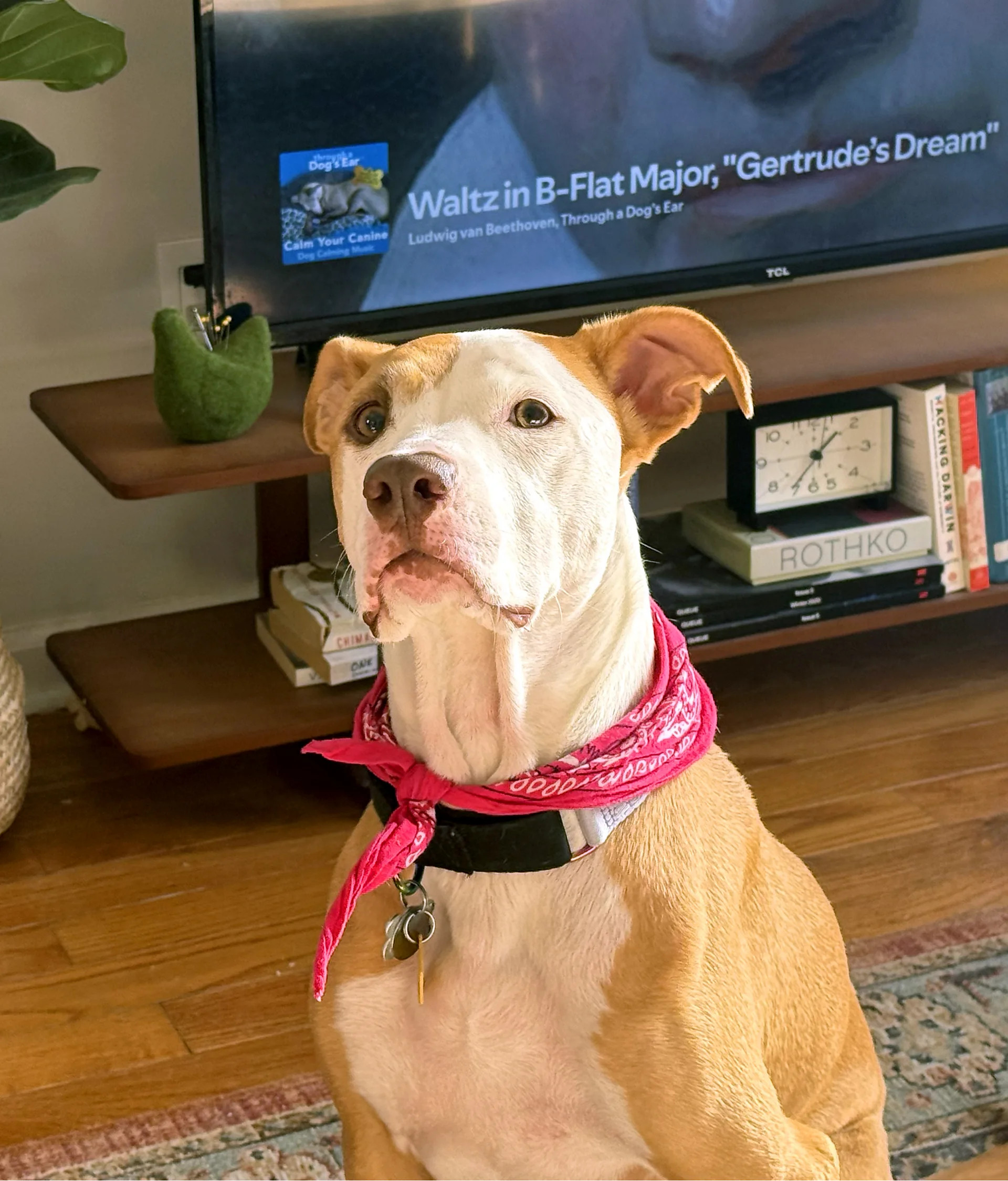 How calming music helps anxious pets, from dogs to zoo elephants