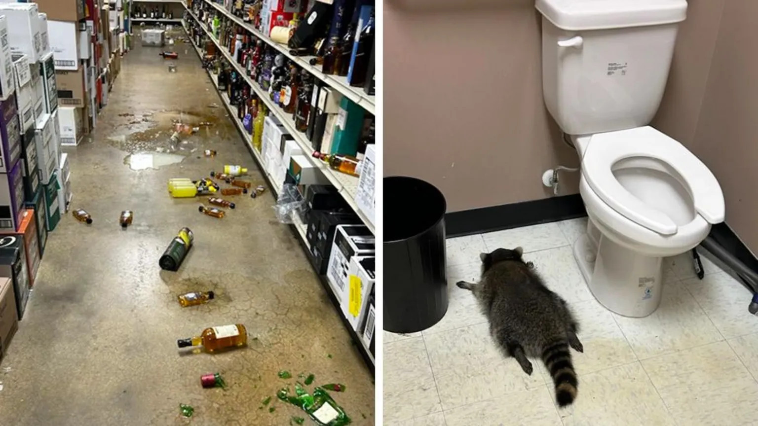 Drunken raccoon raids Virginia liquor store, leaves trail of destruction