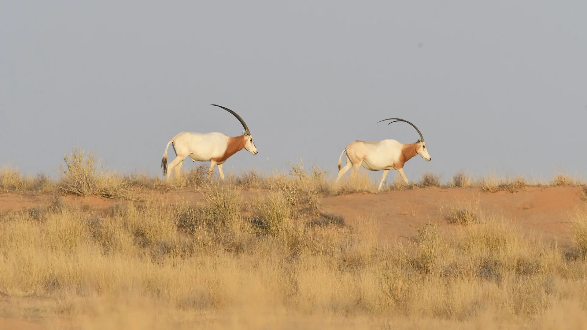 Scimitar-horned oryx returns from extinction to fight Sahara expansion