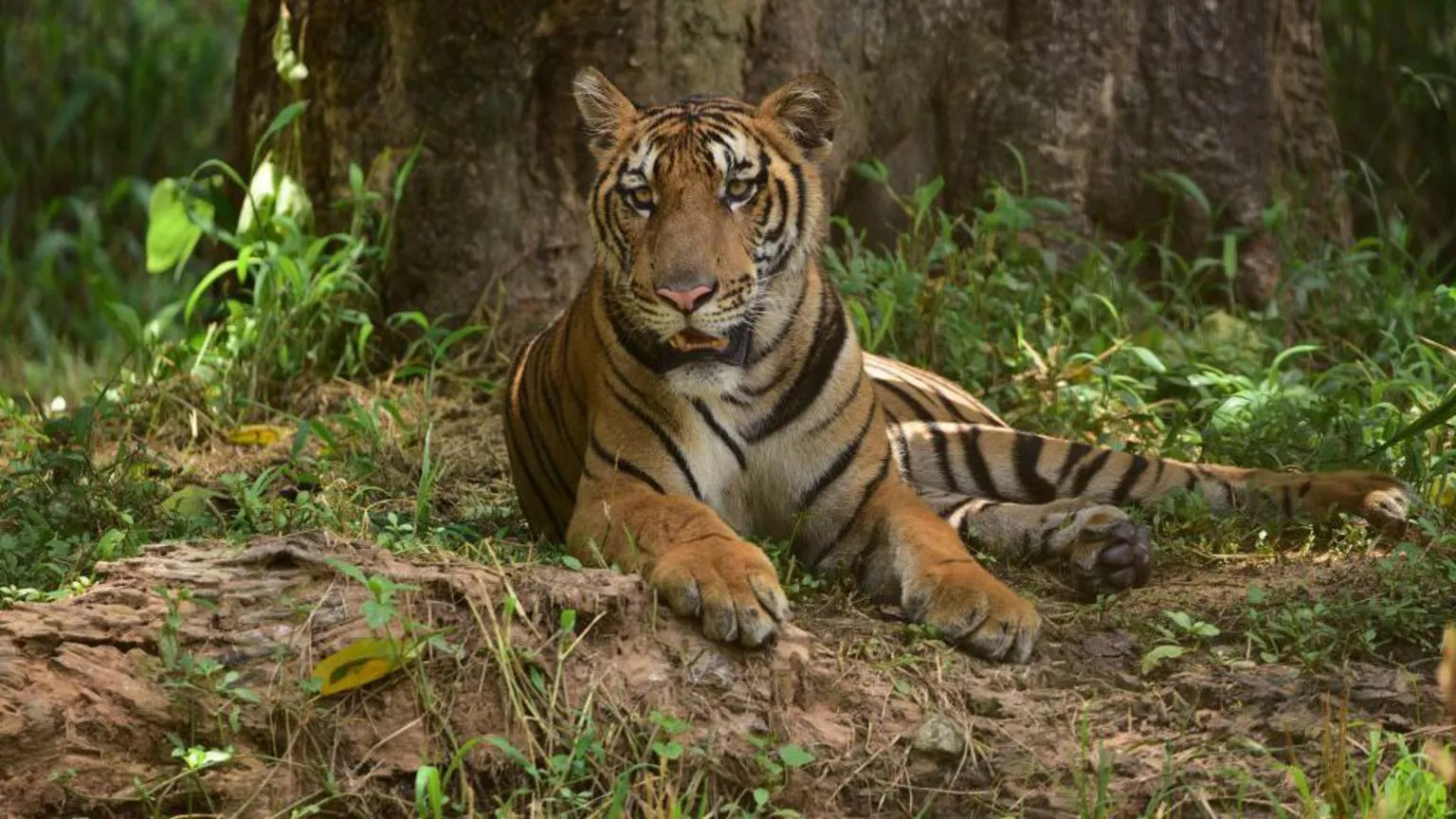Interpol-listed tiger trafficker arrested in India after years on run