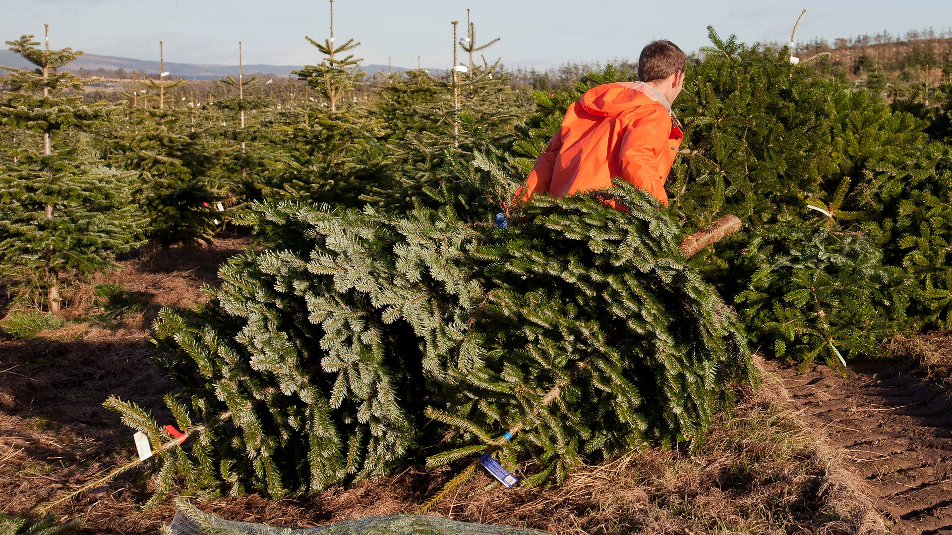 Christmas trees: Environmental benefits and trade-offs beyond carbon footprint
