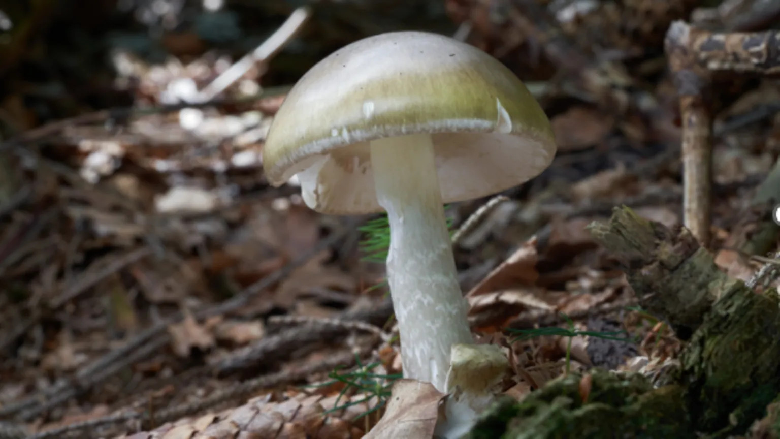 California warns against wild mushroom foraging after fatal poisonings