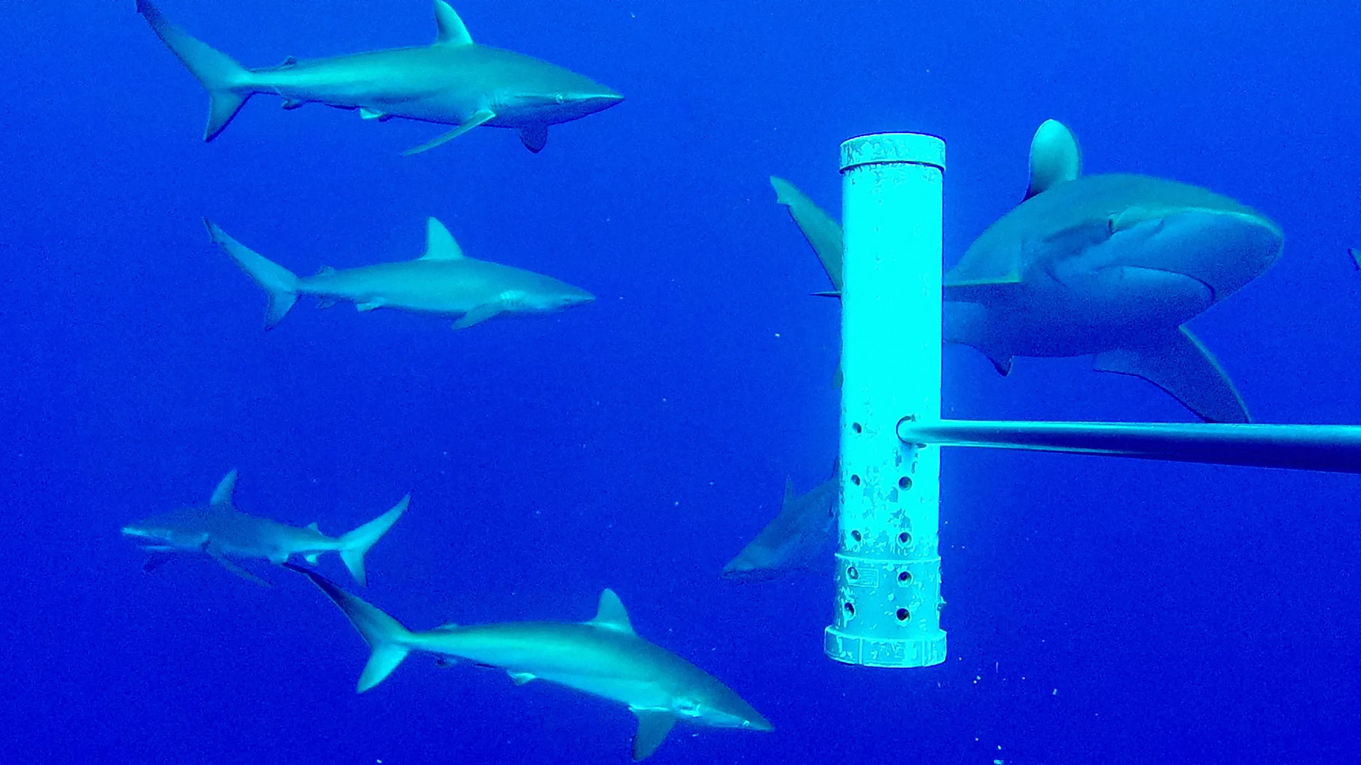 Underwater mountains harbor vast shark populations and unique ecosystems