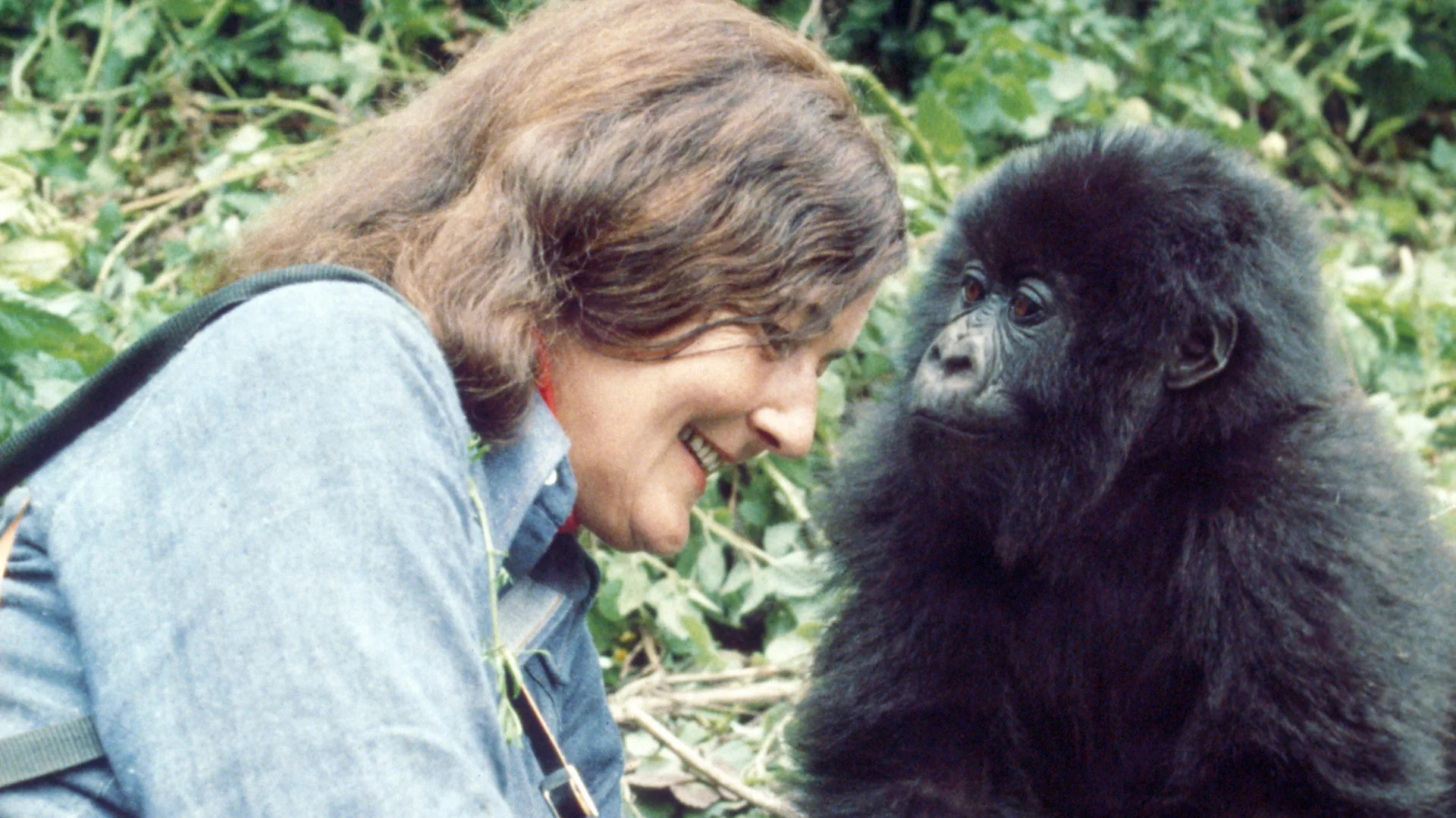 Dian Fossey's legacy: The primatologist who changed how we see gorillas