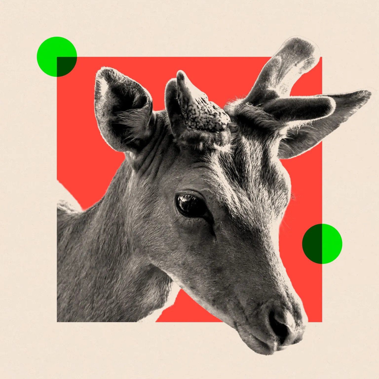 Britain's deer population surges, sparking ecological and economic concerns