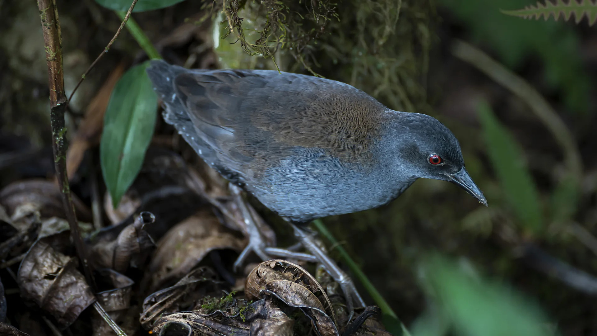Galapagos birds rebound and innovate after invasive predators removed