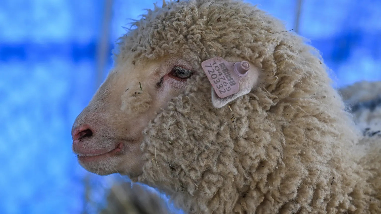 India's first gene-edited sheep thrives one year after CRISPR breakthrough