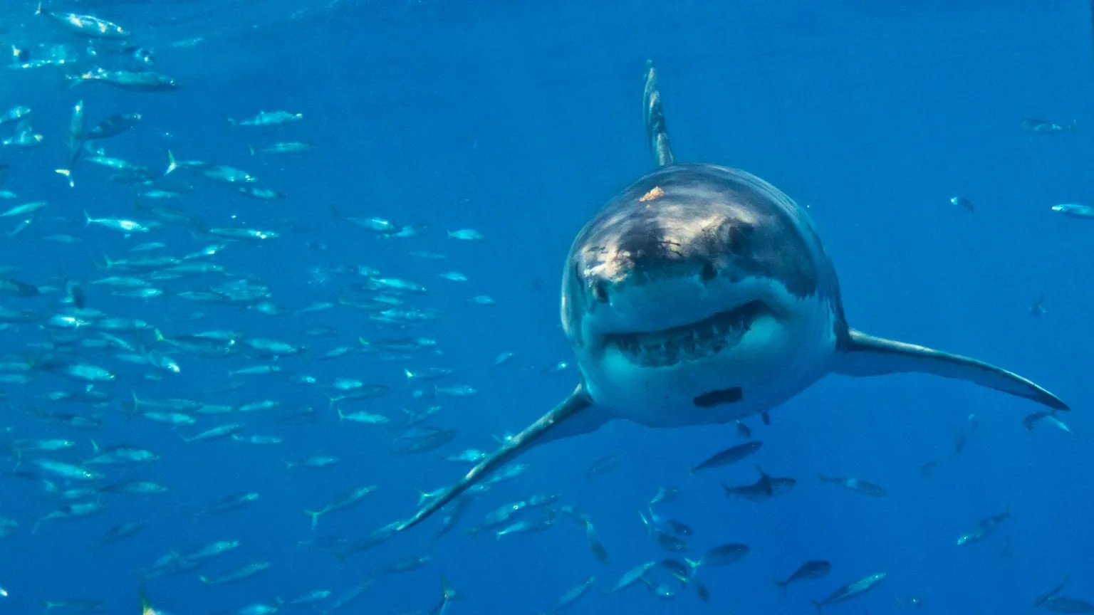 Mediterranean great white sharks face extinction as illegal fishing persists