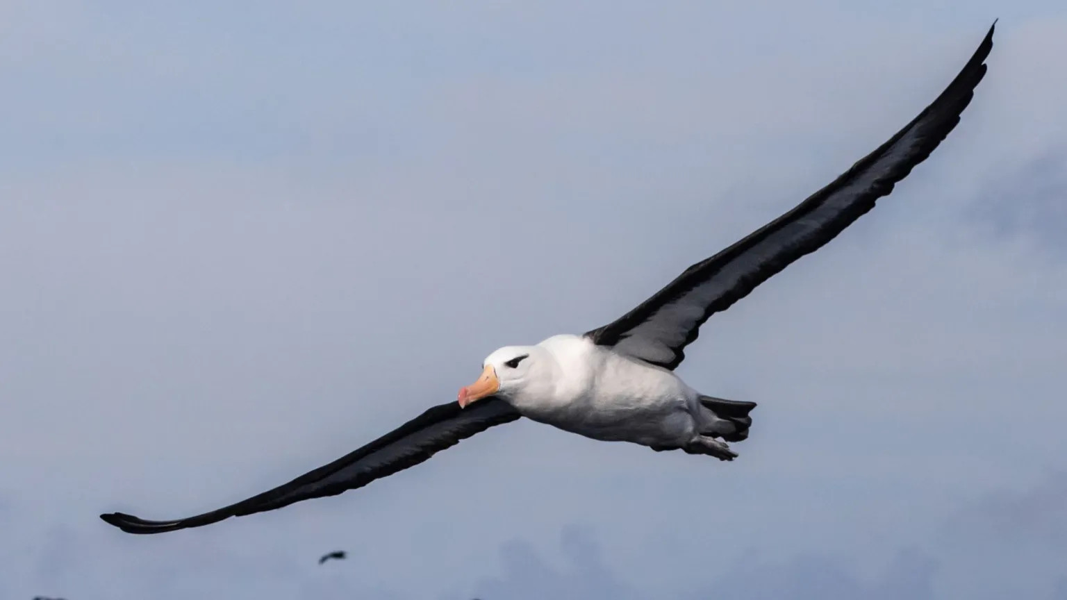 Endangered seabirds face deadly risks from fishing trawlers off South Africa
