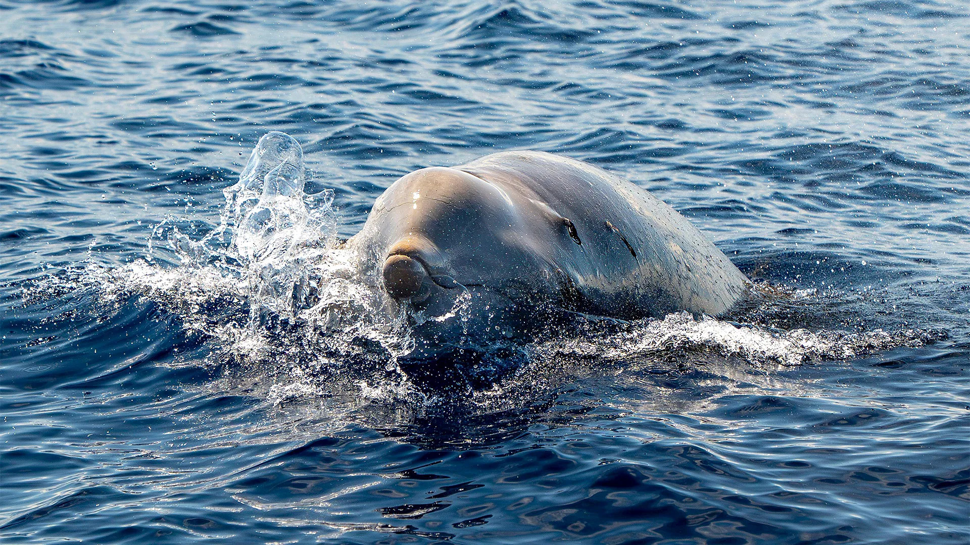 Scientists use sound to uncover secrets of elusive beaked whales