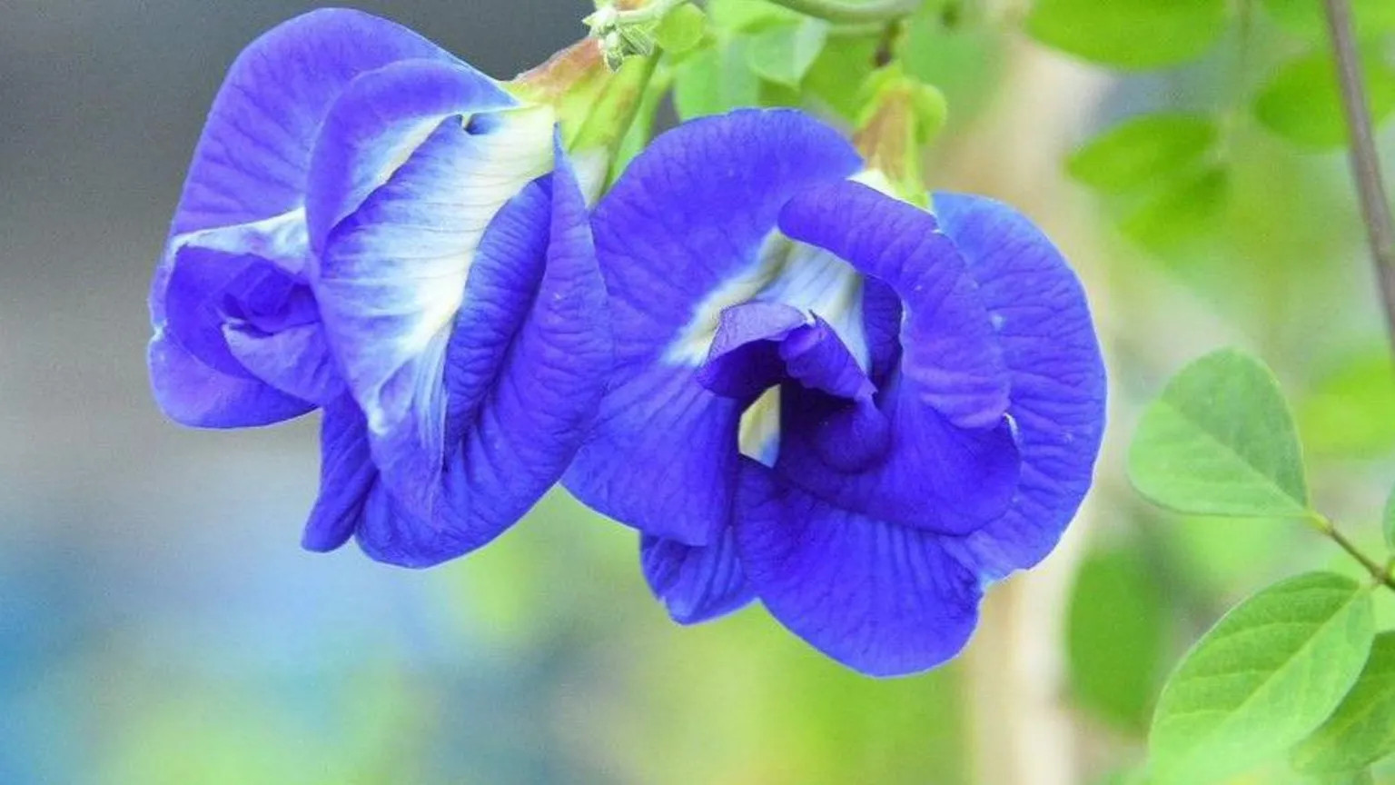 Indian farmers tap into global demand for butterfly pea flowers