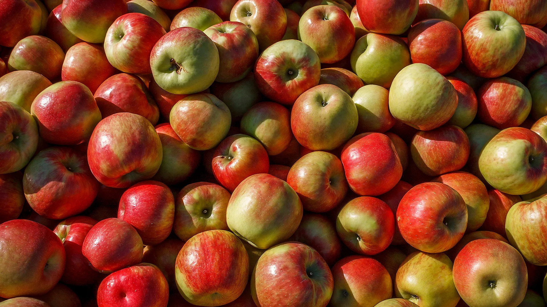 Do apples truly keep the doctor away? Science weighs in
