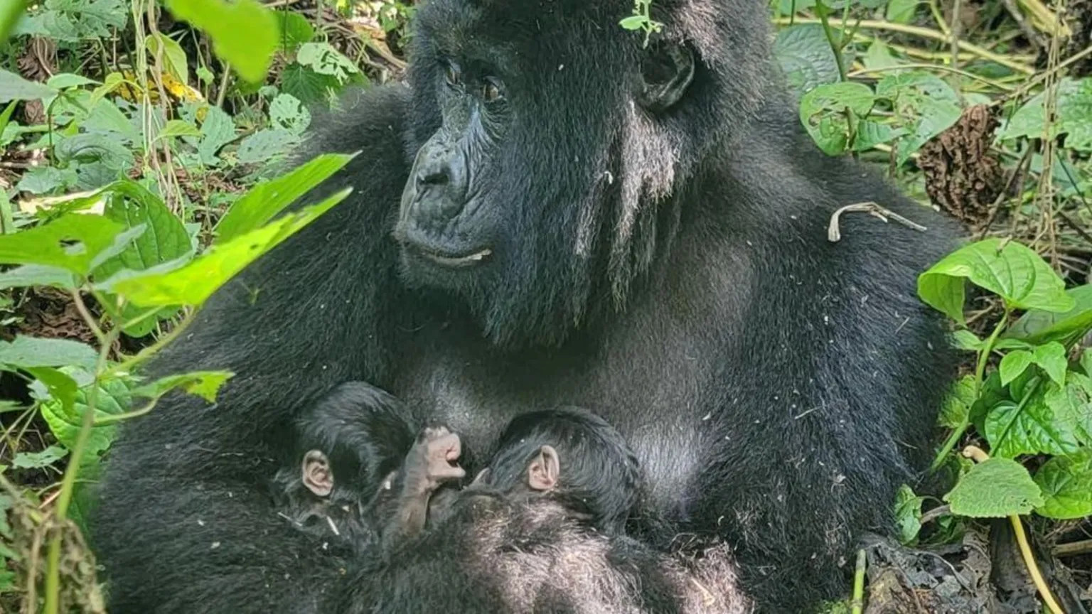 Rare twin mountain gorillas born in Congo’s Virunga National Park