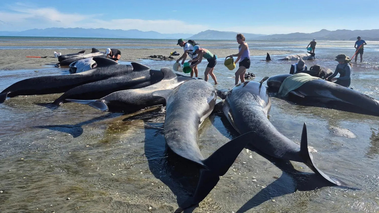 Six pilot whales die as volunteers race to save 15 stranded on New Zealand beach