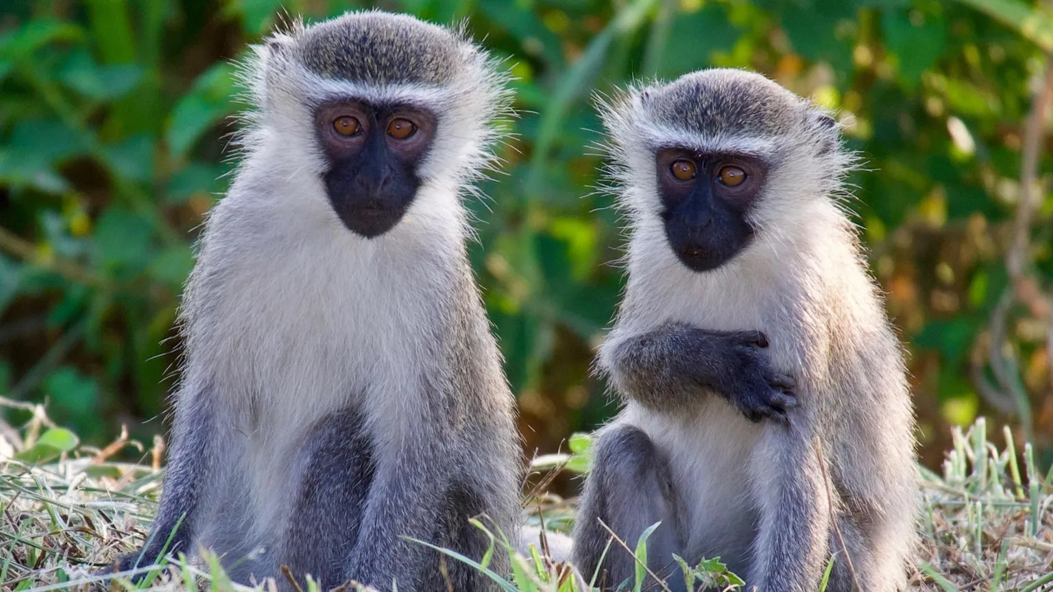 Vervet monkeys roam St Louis streets after mysterious escape