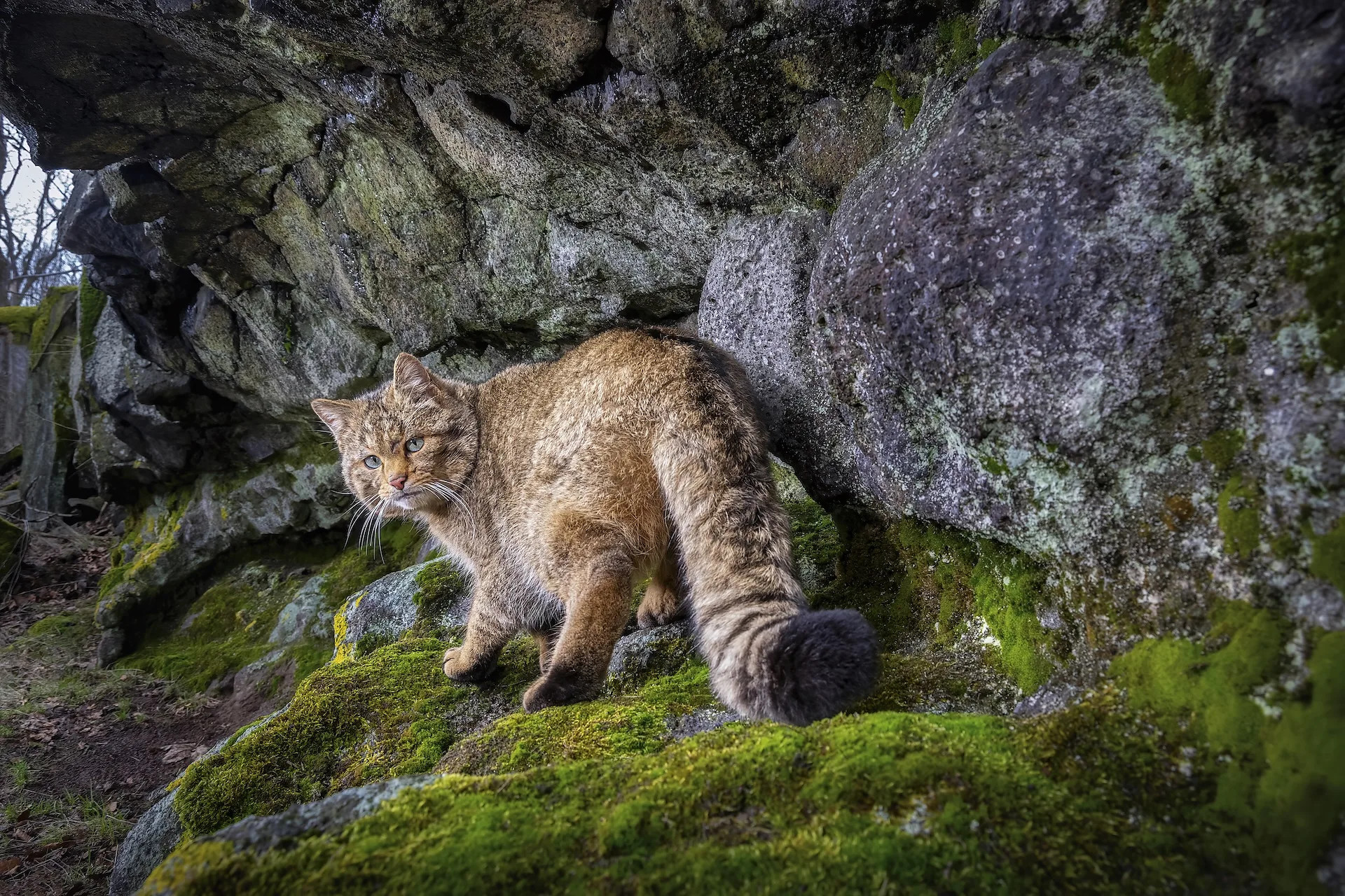 Elusive European wildcats resurface in forests after decades of absence