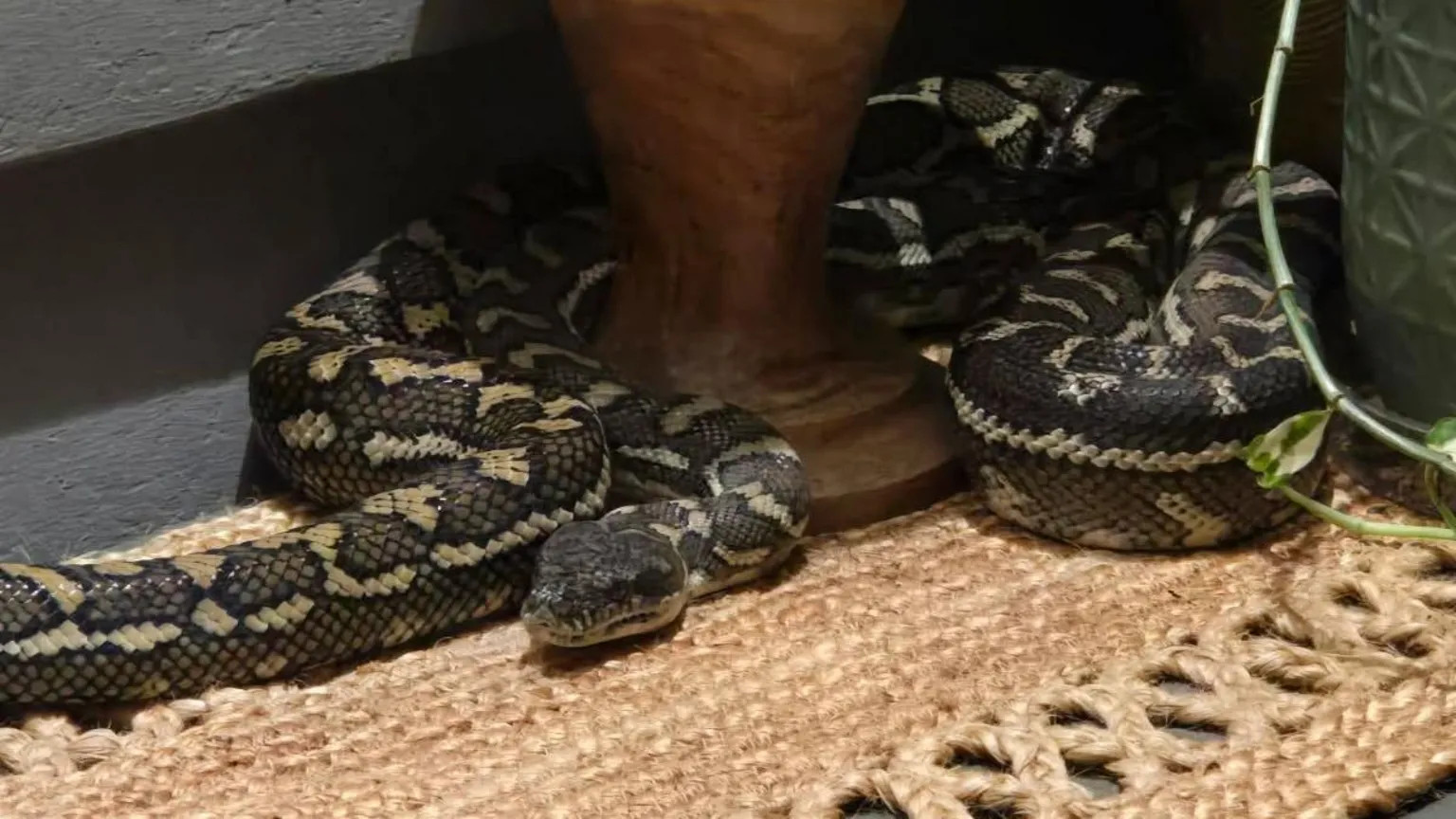 Brisbane woman wakes to 2.5m python coiled on her chest