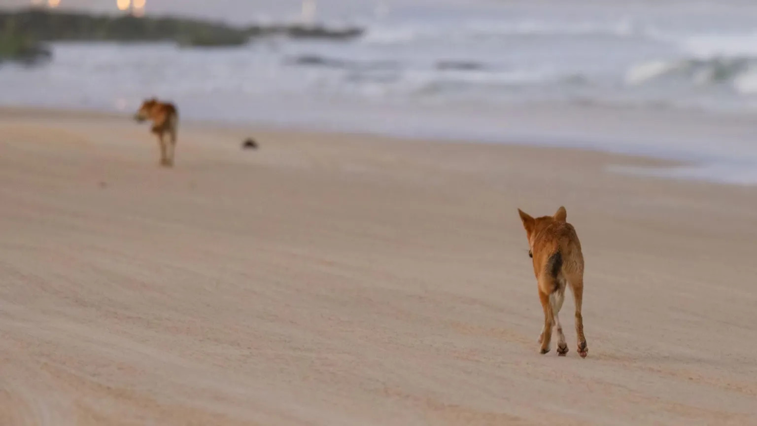 Canadian tourist found dead on Australian island amid dingo pack