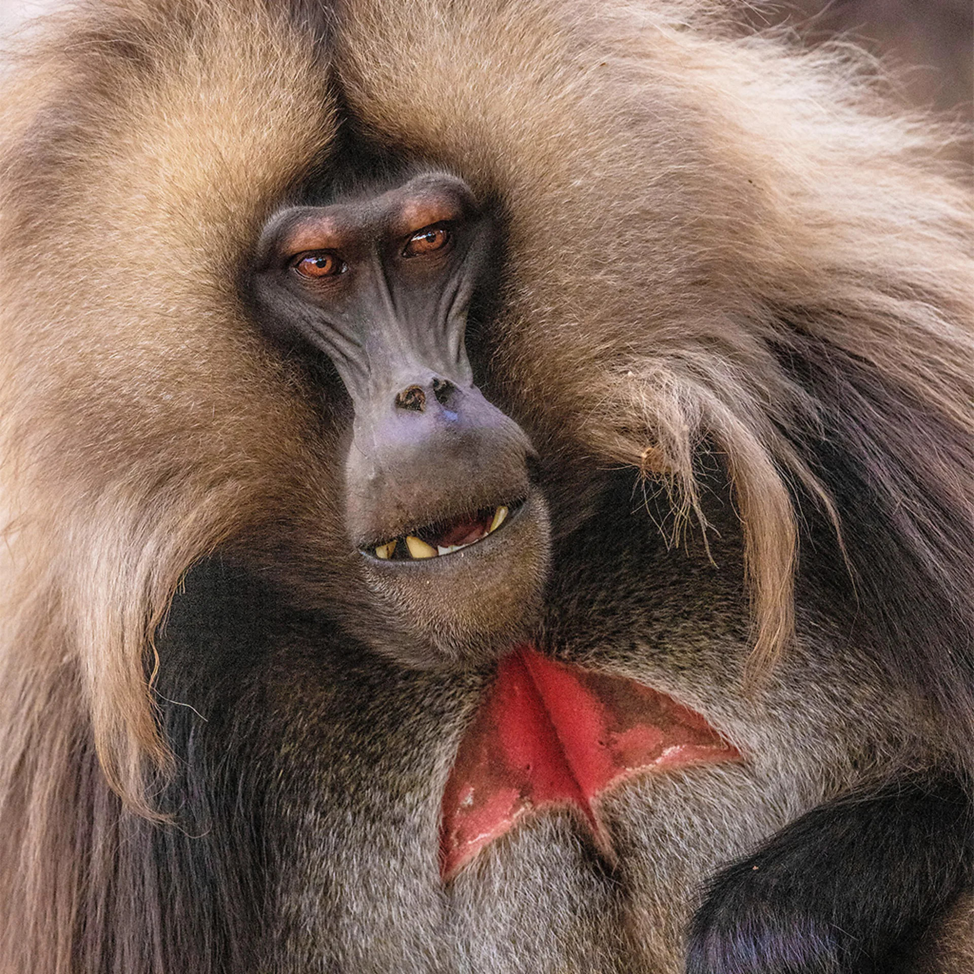 Despotism in animal societies offers lessons for human behavior