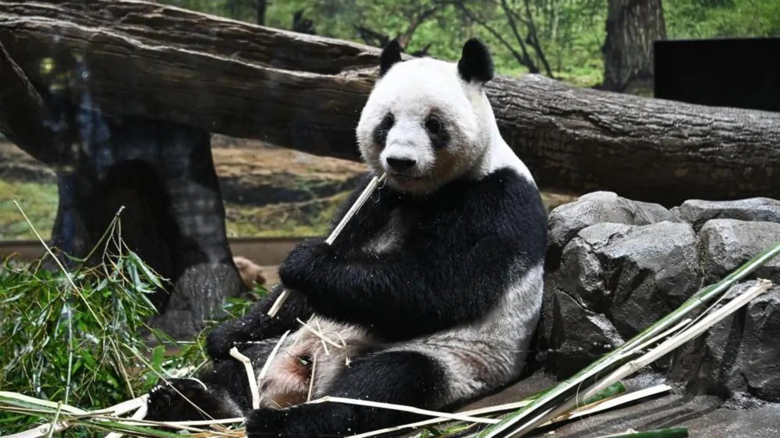 Japan bids emotional farewell to last giant pandas ahead of China return