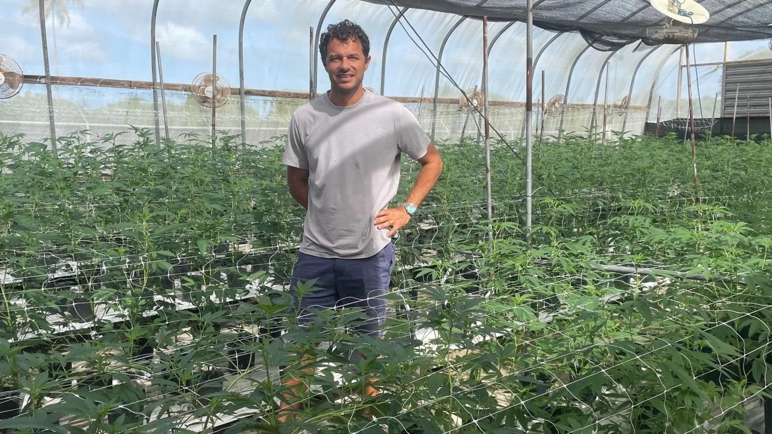 Caribbean emerges as leader in medicinal cannabis cultivation