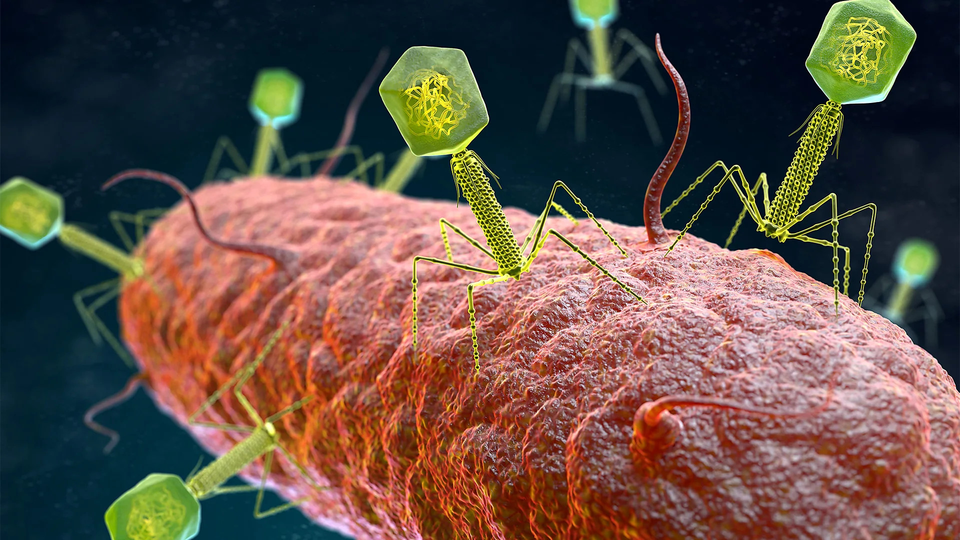 Human gut hosts vast 'phageome' shaping bacterial balance and health