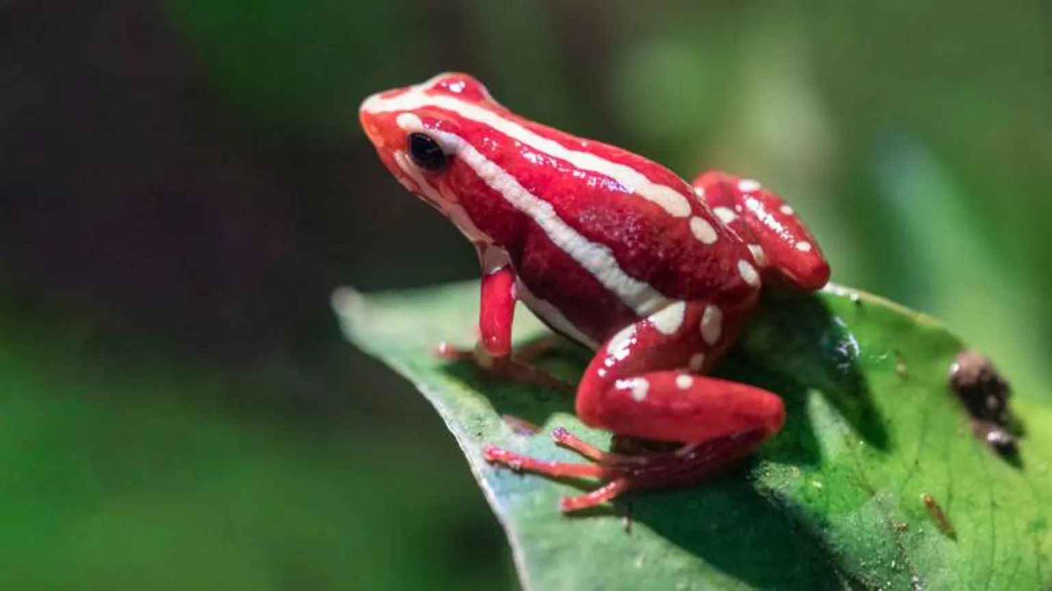 UK and allies say Navalny killed by rare poison from South American frog