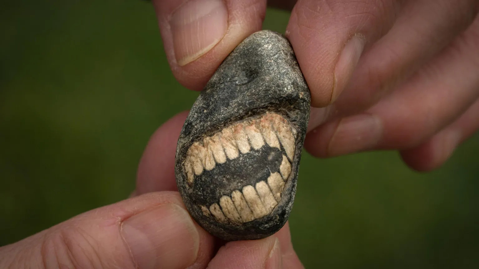 Boxing Day fossil find on Holy Island turns out to be ancient 'smiling' crinoid