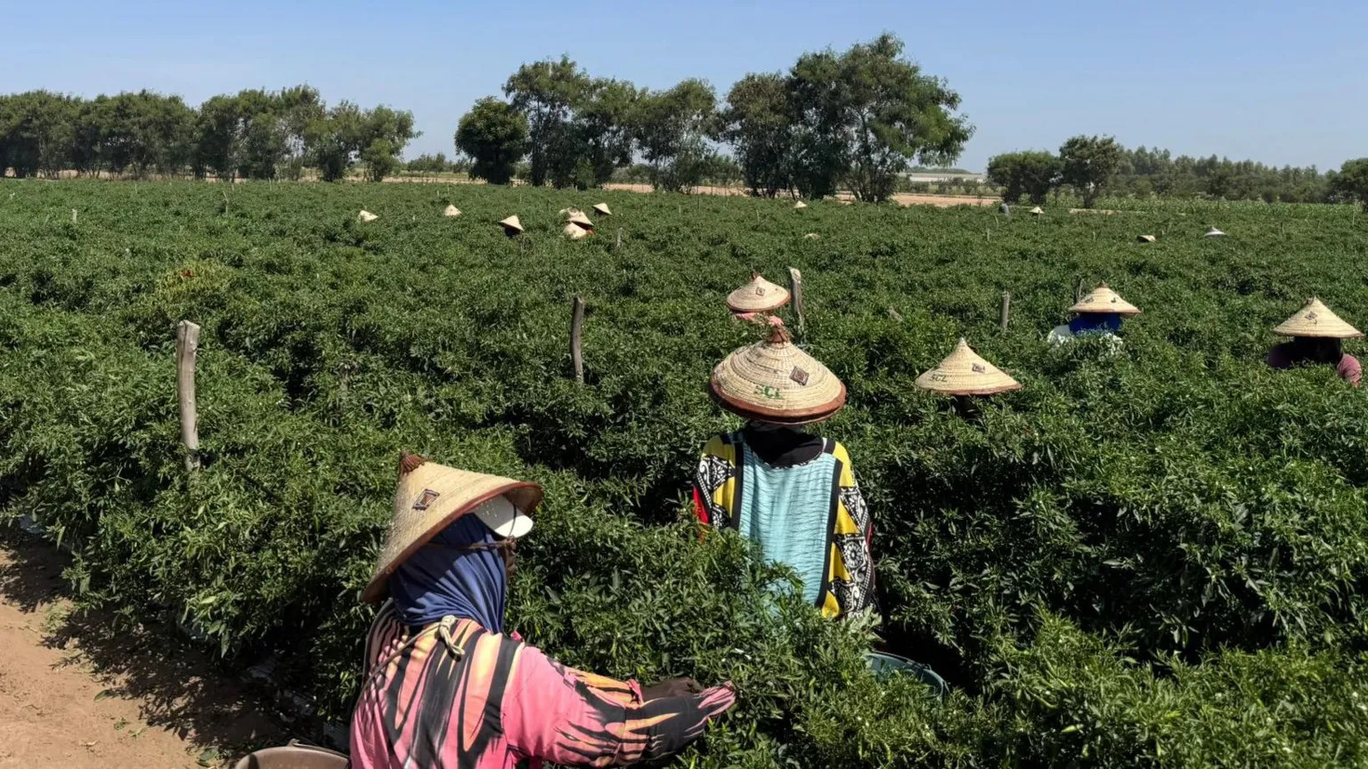 Senegal emerges as key UK winter vegetable supplier amid climate shifts