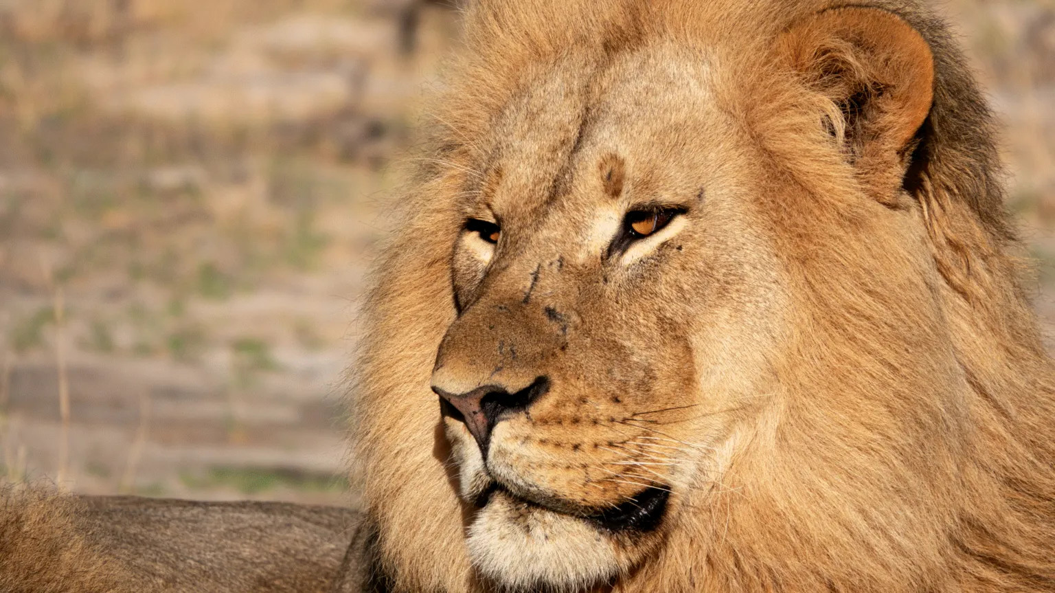 Zimbabwe convicts poachers using lion DNA in world-first case