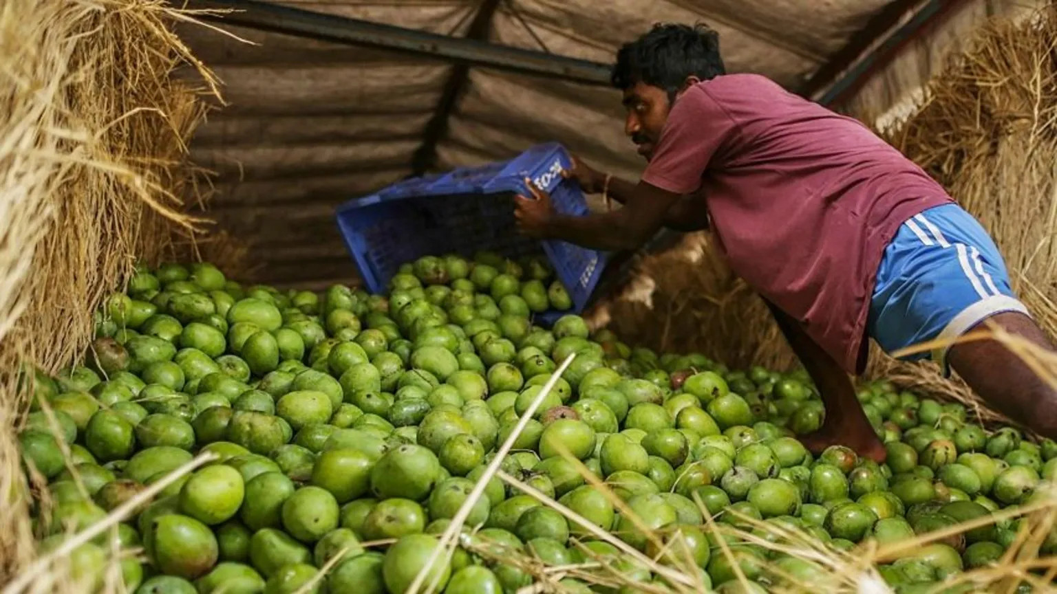 Climate change disrupts India's mango harvest, pushing farmers to innovate