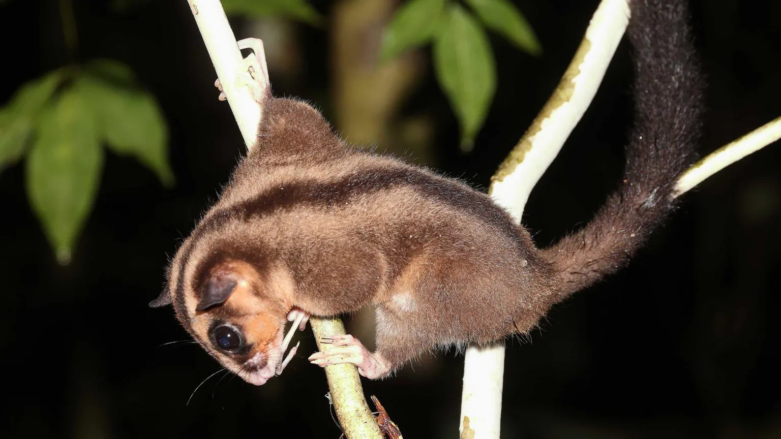 Extinct possum and glider rediscovered in West Papua rainforests