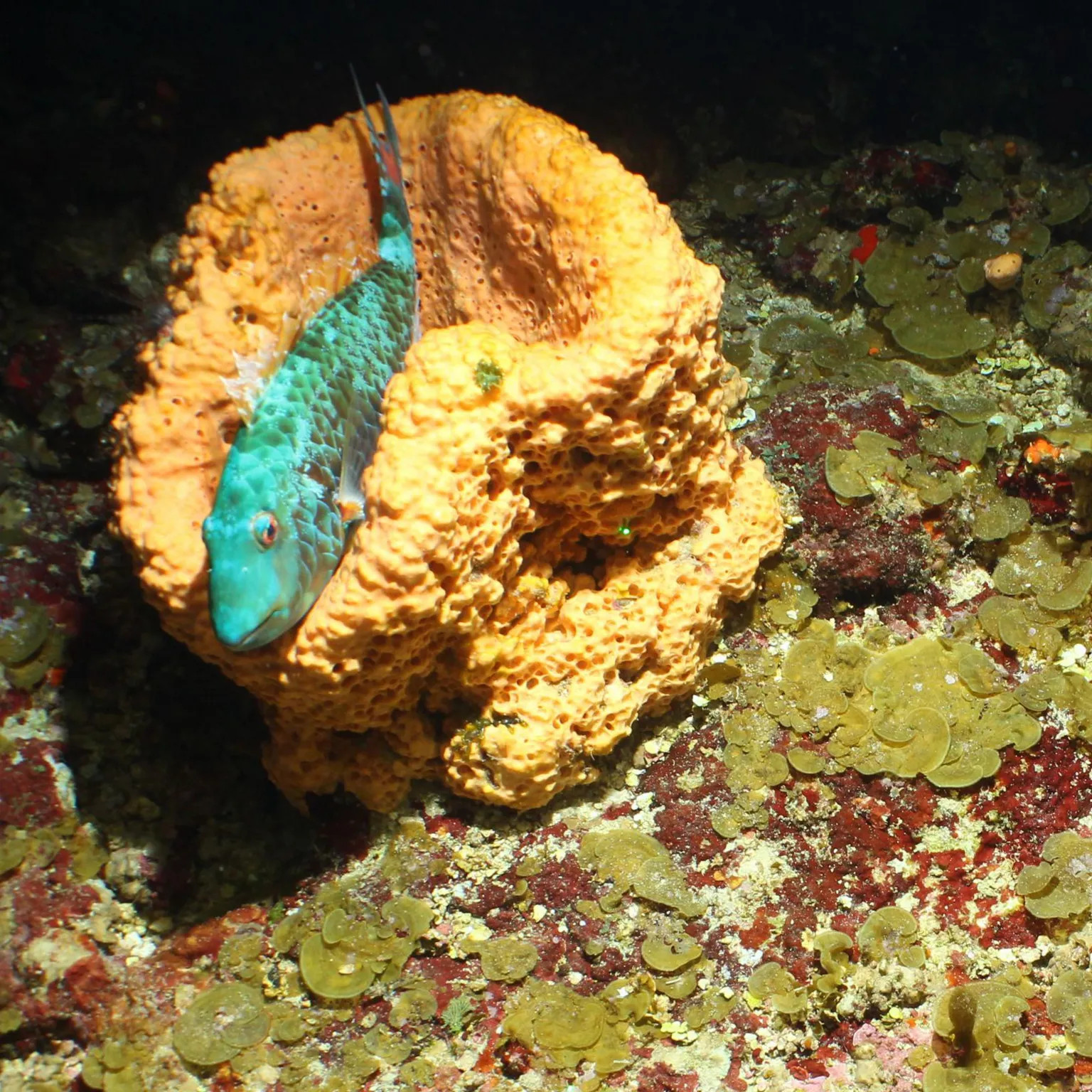 UK expedition uncovers hidden Caribbean depths with new species and reefs