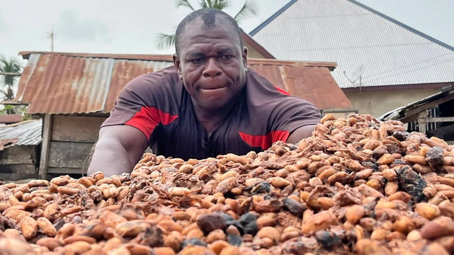 West Africa's cocoa farmers face crisis as global prices plummet