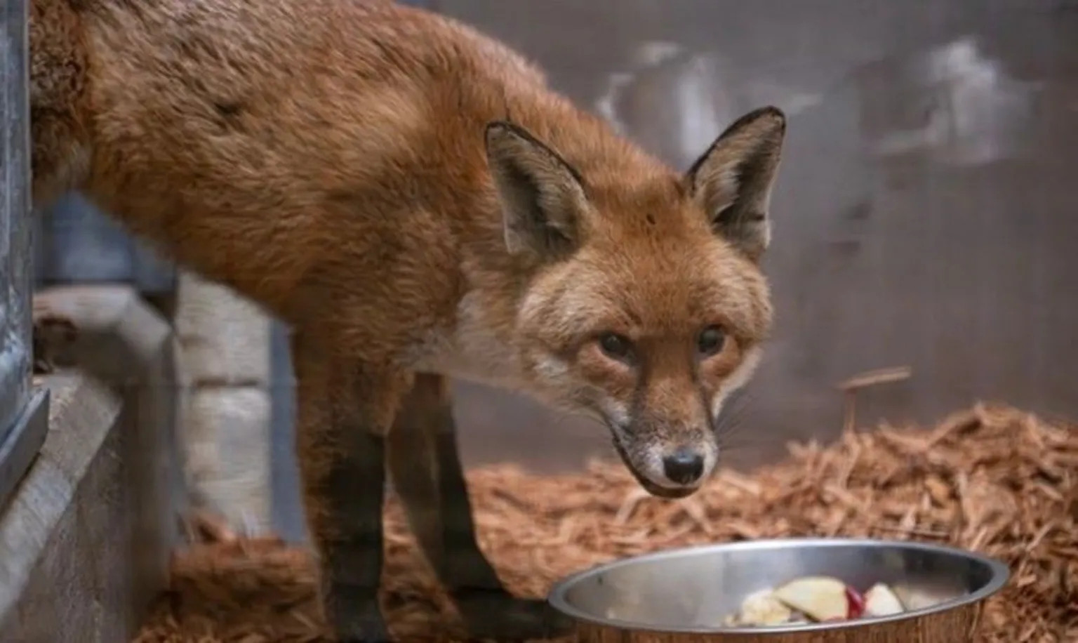 Stowaway red fox crosses Atlantic to New York after boarding UK cargo ship