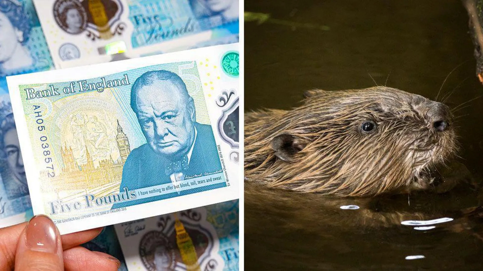 Bank of England to replace historical figures with wildlife on new banknotes