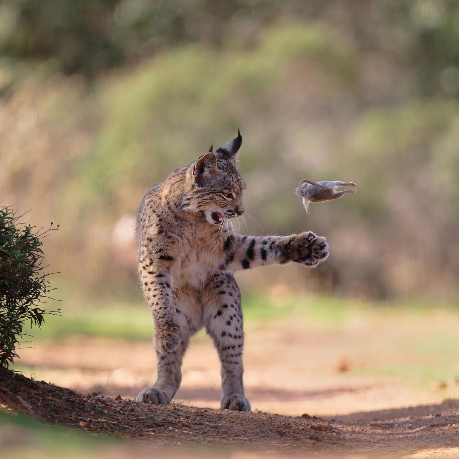 Playful Iberian lynx image wins Wildlife Photographer of the Year People's Choice Award