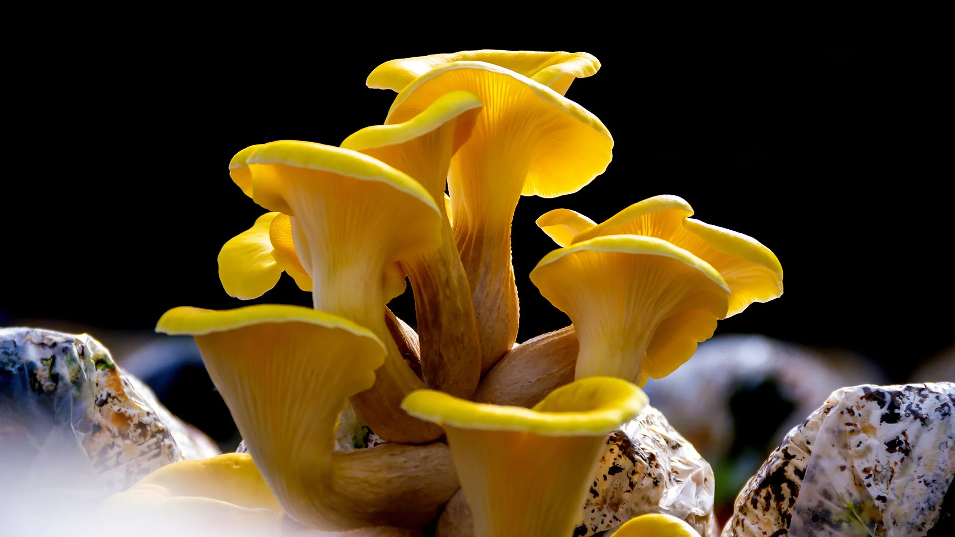 Invasive golden oyster mushroom threatens North American forests