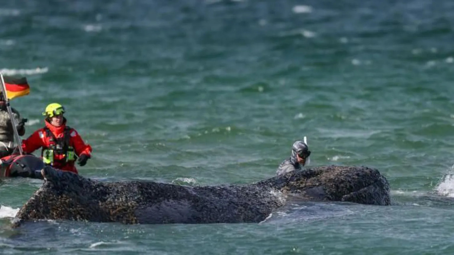 Humpback whale escapes sandbank off Lübeck coast after rescue efforts